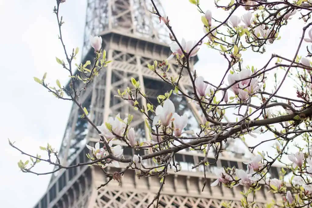 magnolia tree Eiffel Tower paris in bloom