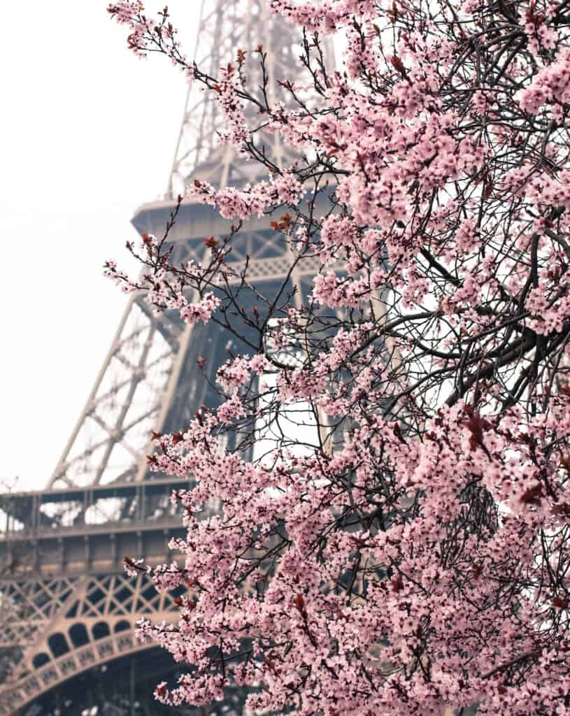 paris in bloom eiffel tower pink blossoms