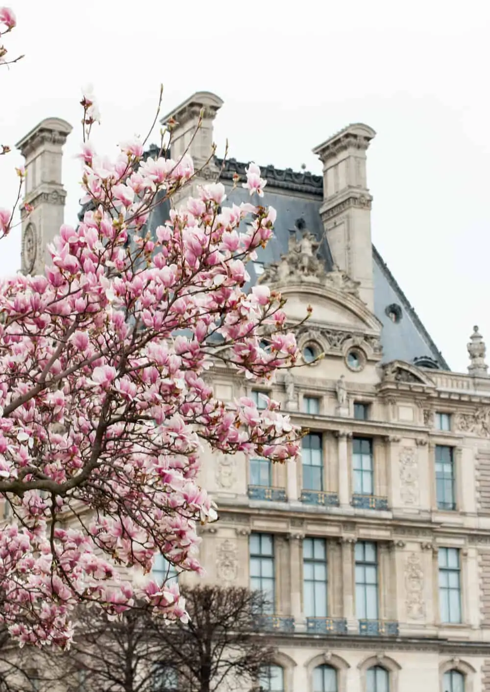 Shop Magnolias in Bloom Tuileries Paris Here
