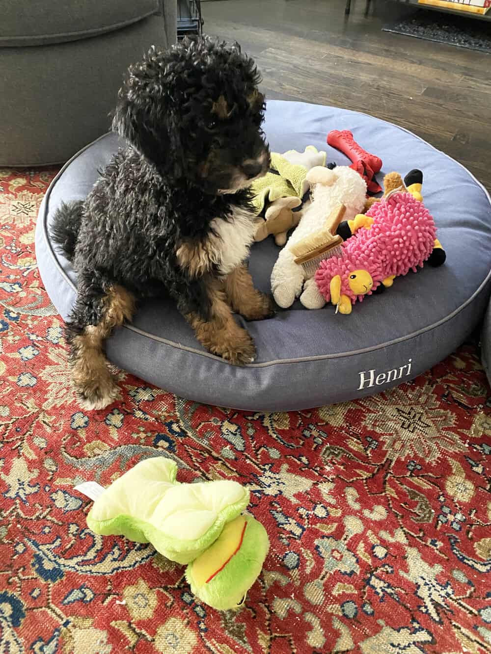 henri bernedoodle puppy everyday parisian