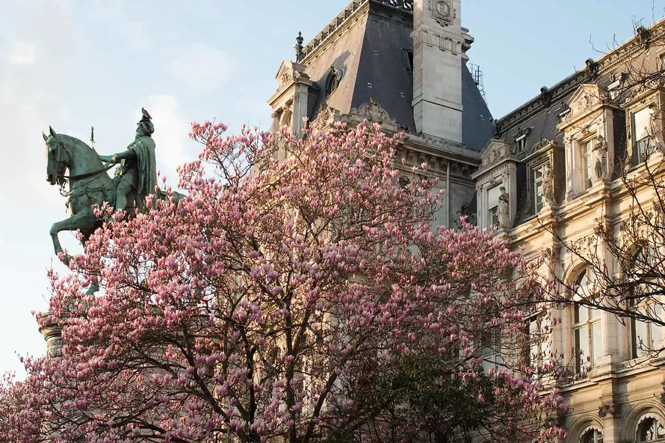 where to see magnolias in bloom in paris everyday parisian