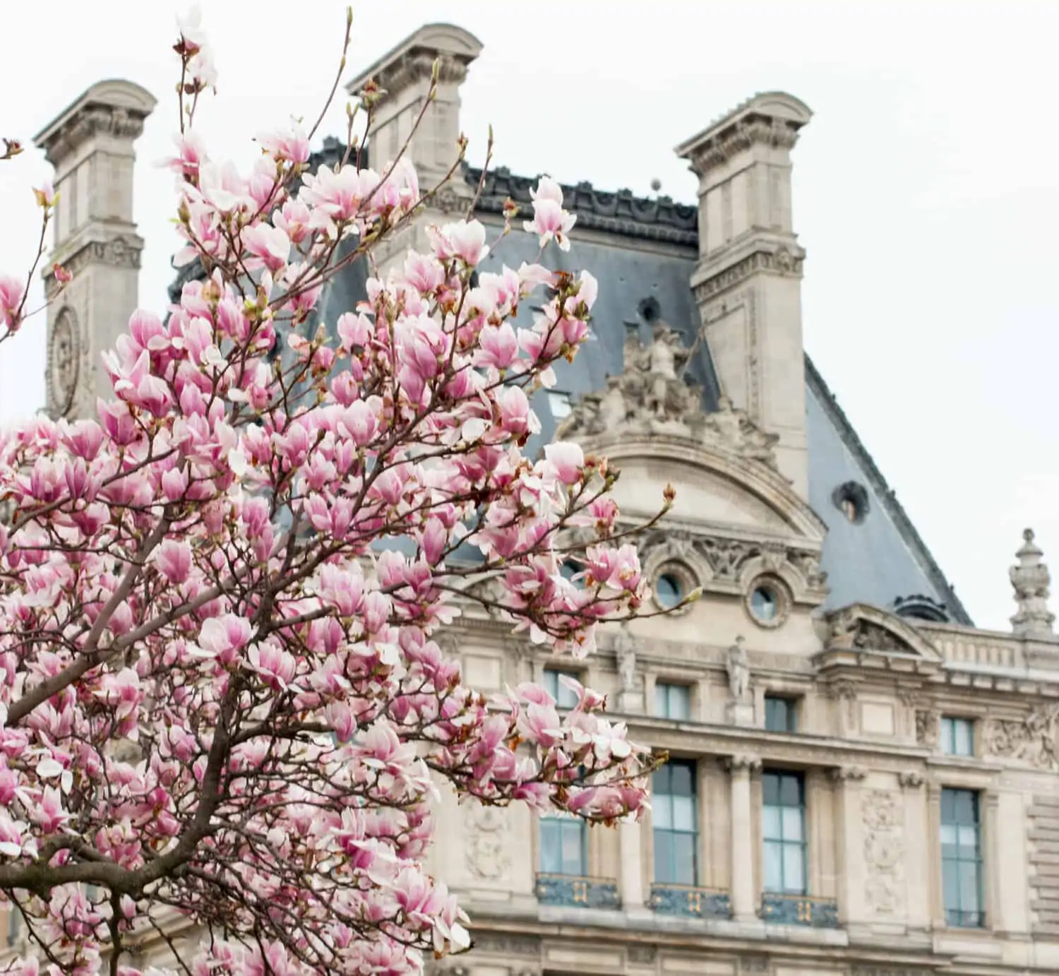 where to see magnolias in bloom in Paris everyday parisian