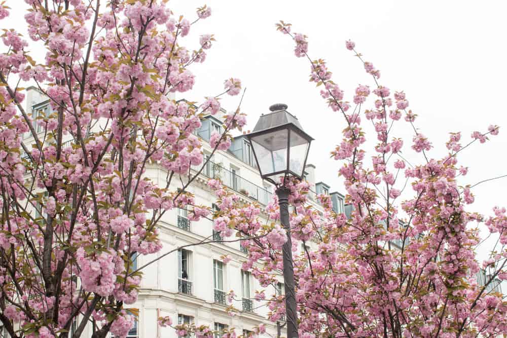 where to see paris in bloom by rebecca plotnick everyday parisian
