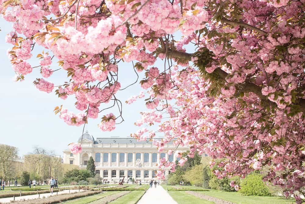 Spring cherry blossoms in Paris Jardin des Plantes 