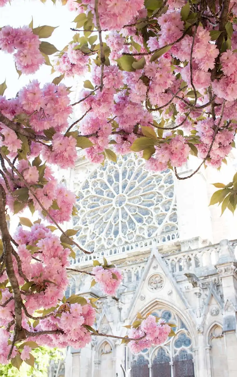 Shop Notre Dame Cherry Blossom Season Here
