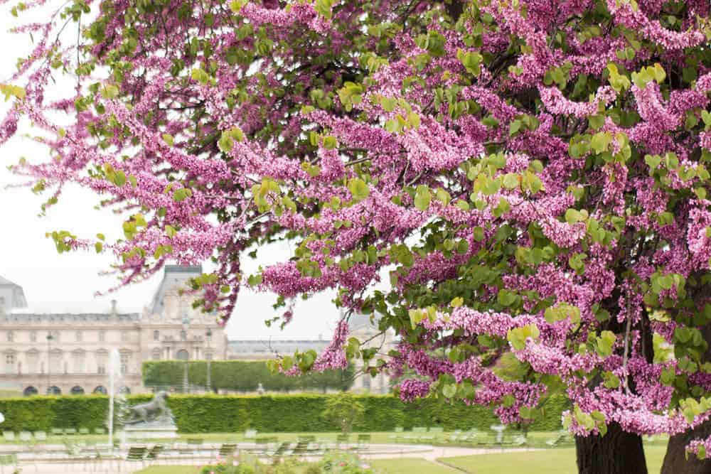 6 romantic things to do in Paris in the Springtime