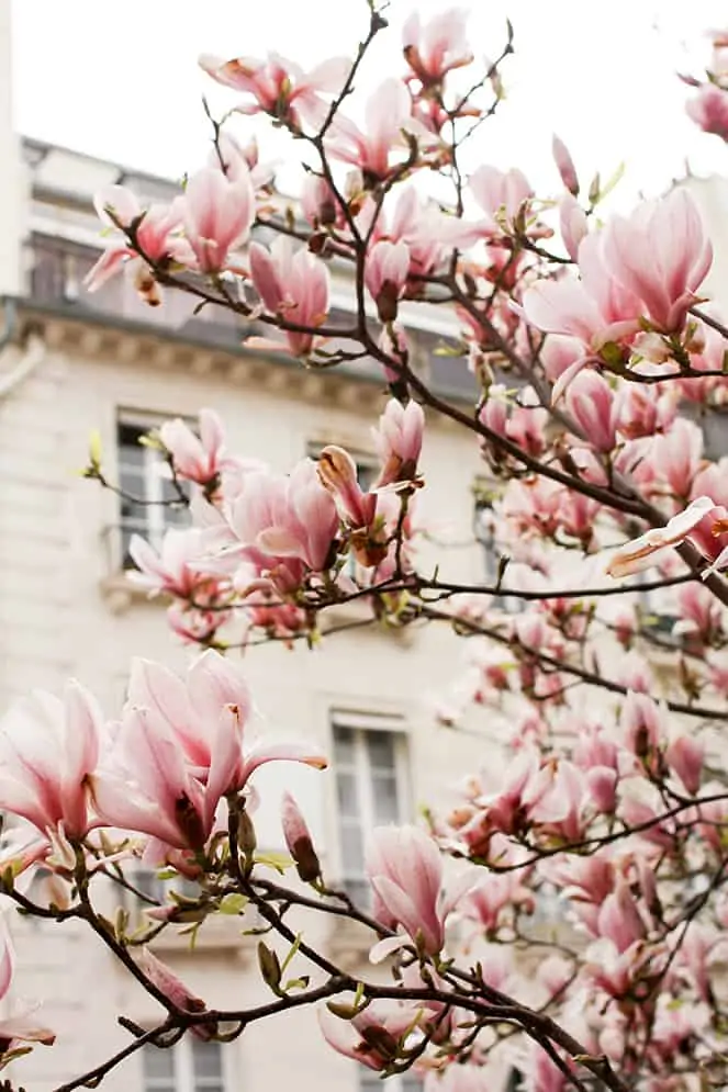 magnolia trees in bloom in Paris, France by Rebecca Plotnick
