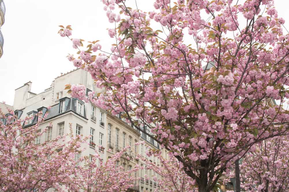 cherry blossoms paris france