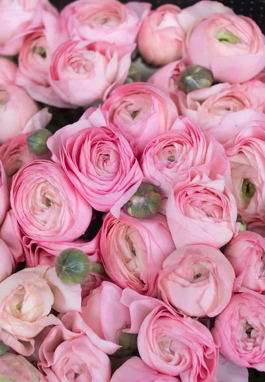 pink ranunculus flowers paris