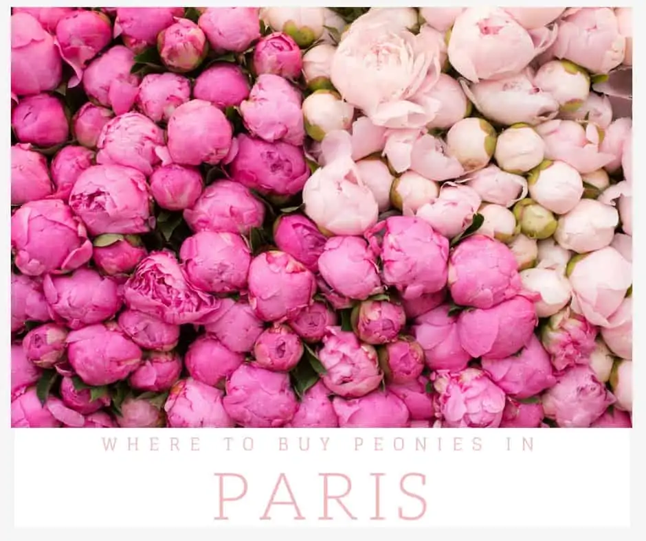 where to find peonies in paris, france by everyday parisian