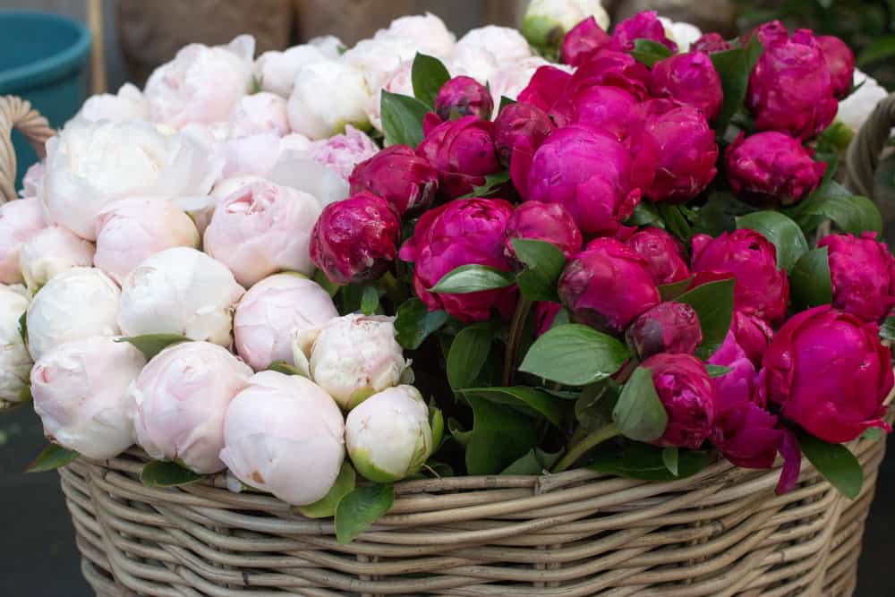 where to buy peonies in paris, france via everyday parisian and rebecca plotnick