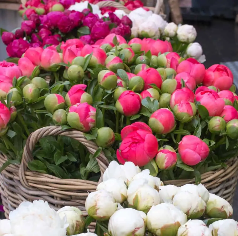 where to find peonies in Paris via everyday parisian rebecca plotnick