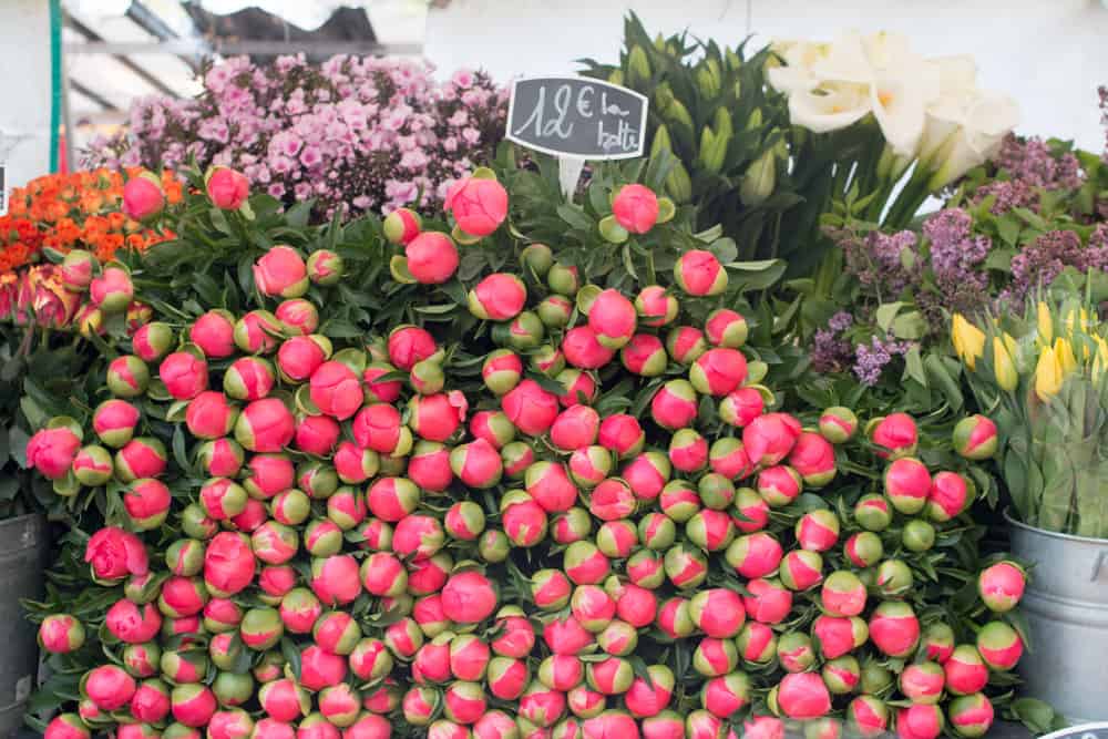 peonies at the bastille market in Paris. 