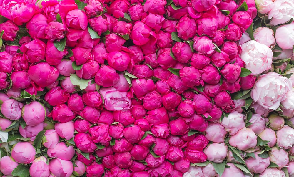 where to find peonies in Paris, France via everyday parisian