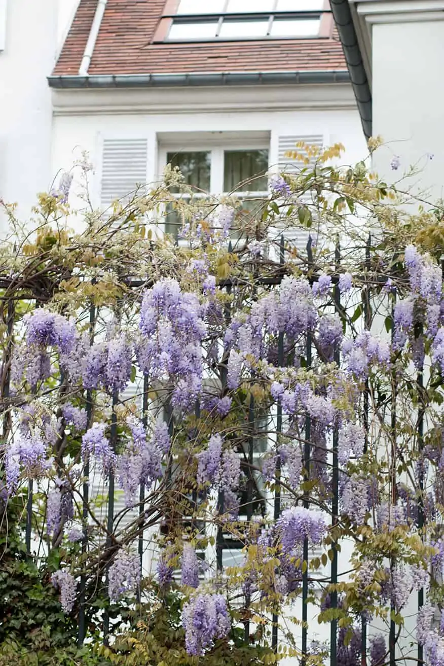 montmartre wisteria paris in the spring