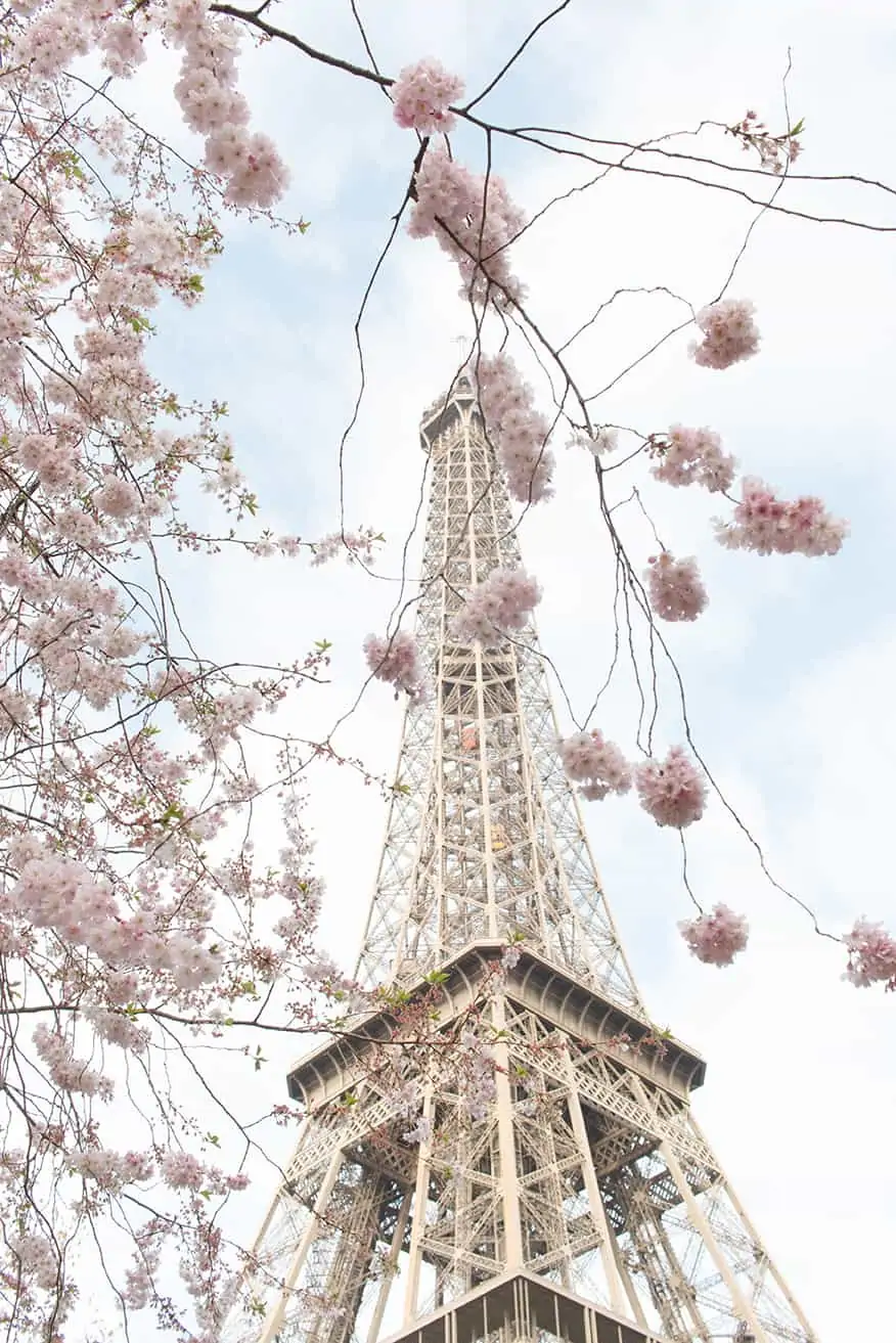 Eiffel Tower with Cherry Blossoms