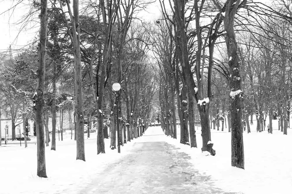 snowy path in paris @rebeccaplotnick