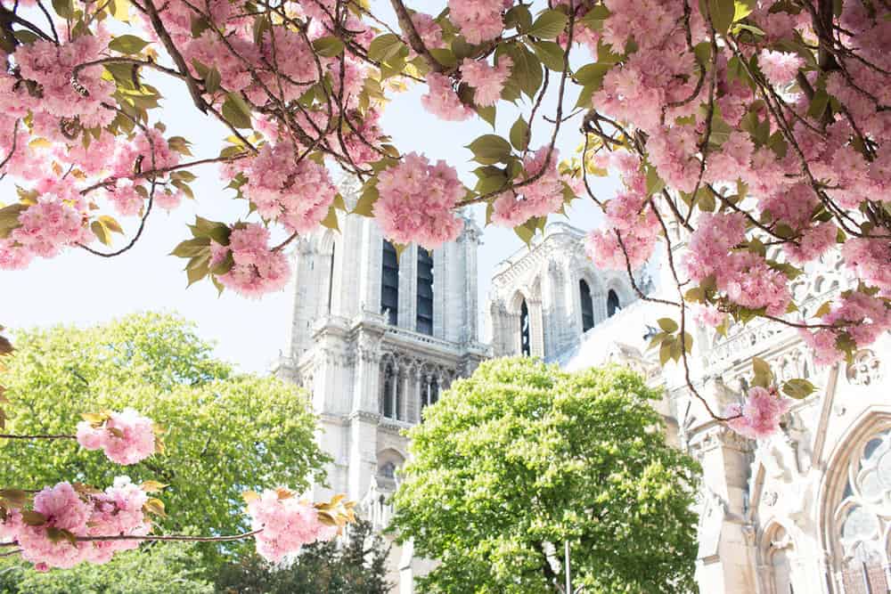 what to pack for Paris in the spring 
Notre Dame cherry blossoms in bloom 