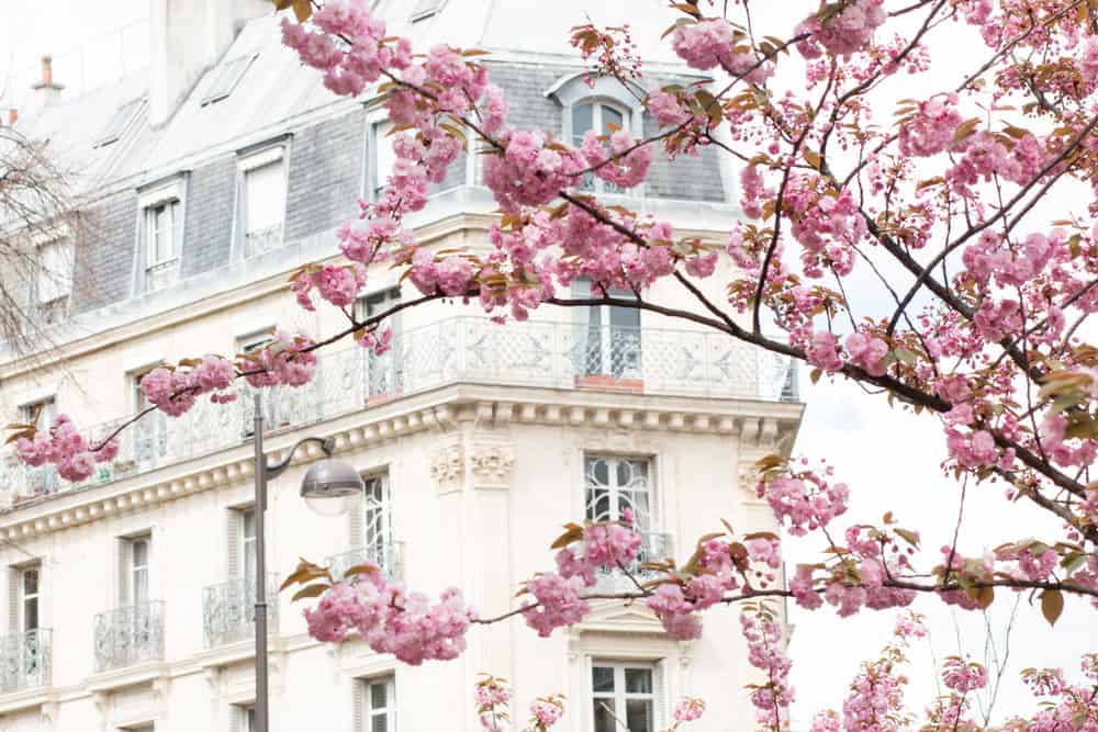 Rue Monge Cherry Blossoms in Bloom