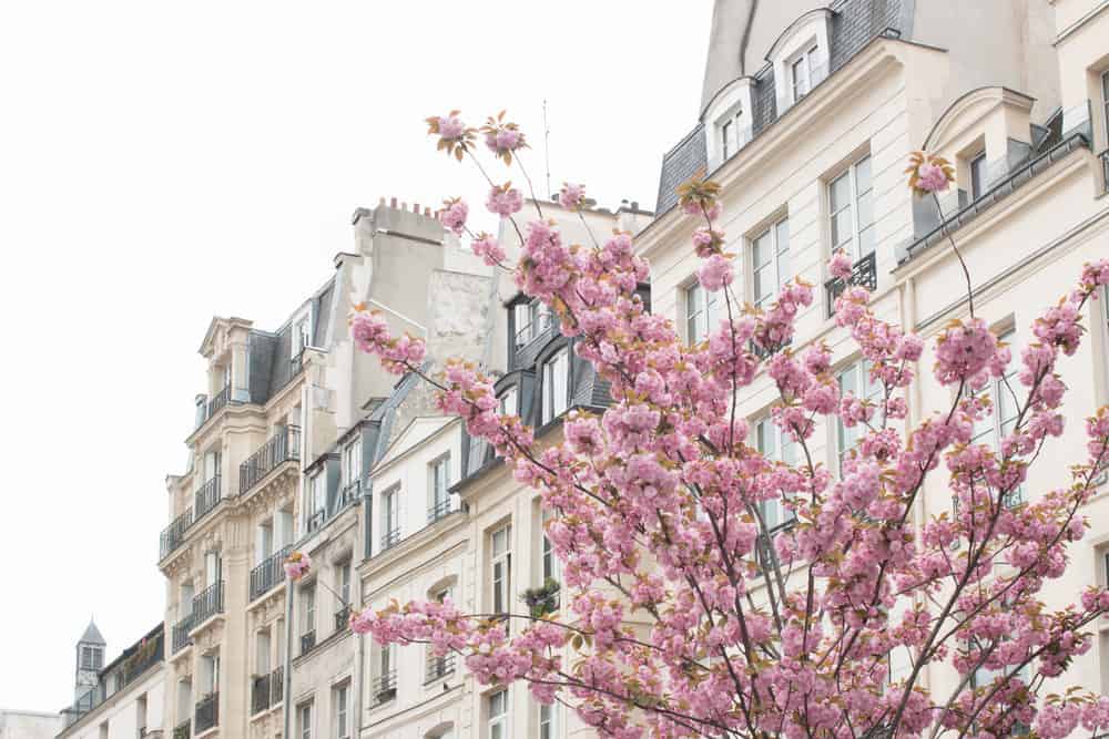 where to see paris in bloom