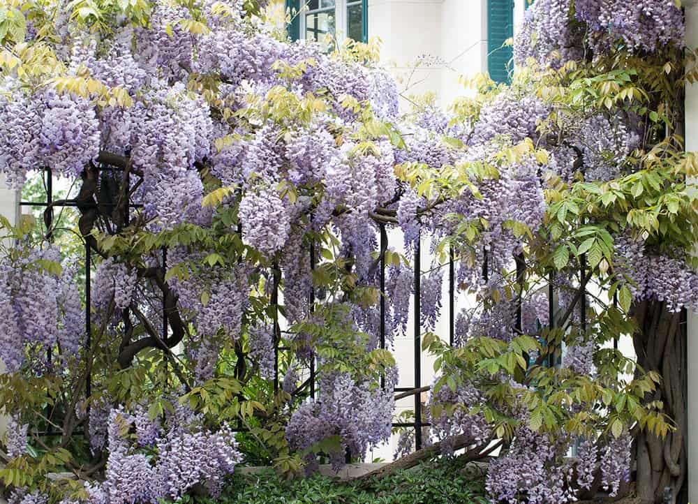 where to see paris in bloom