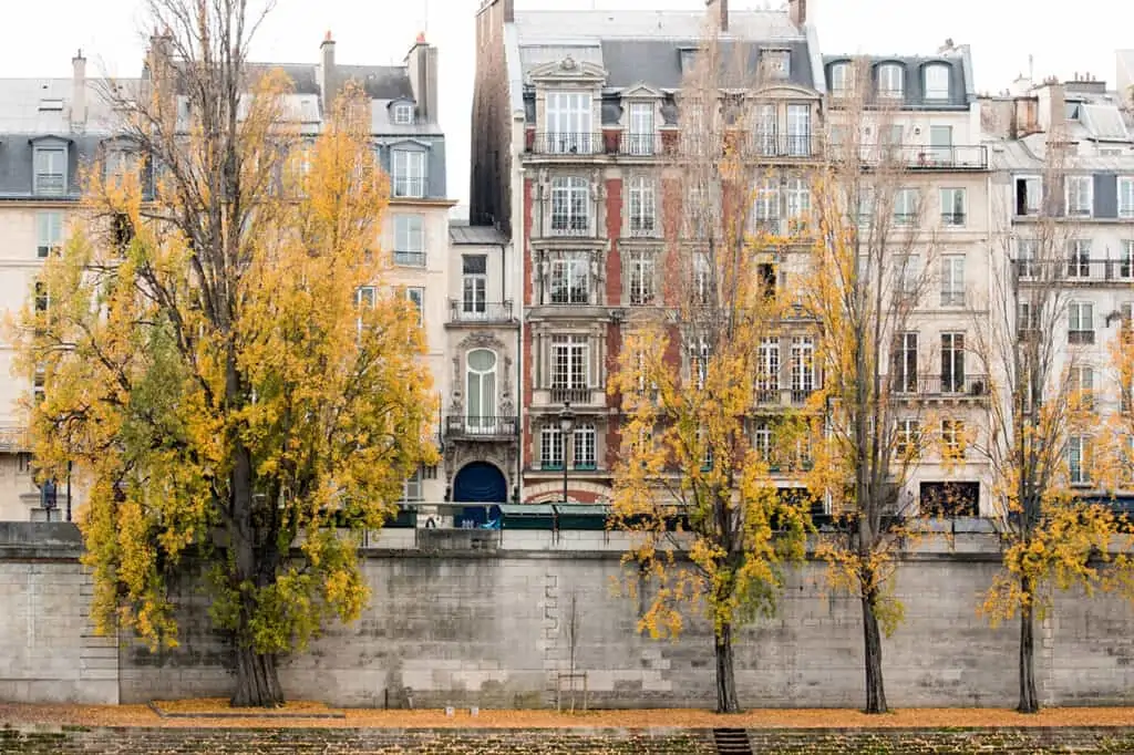 trees and buildings