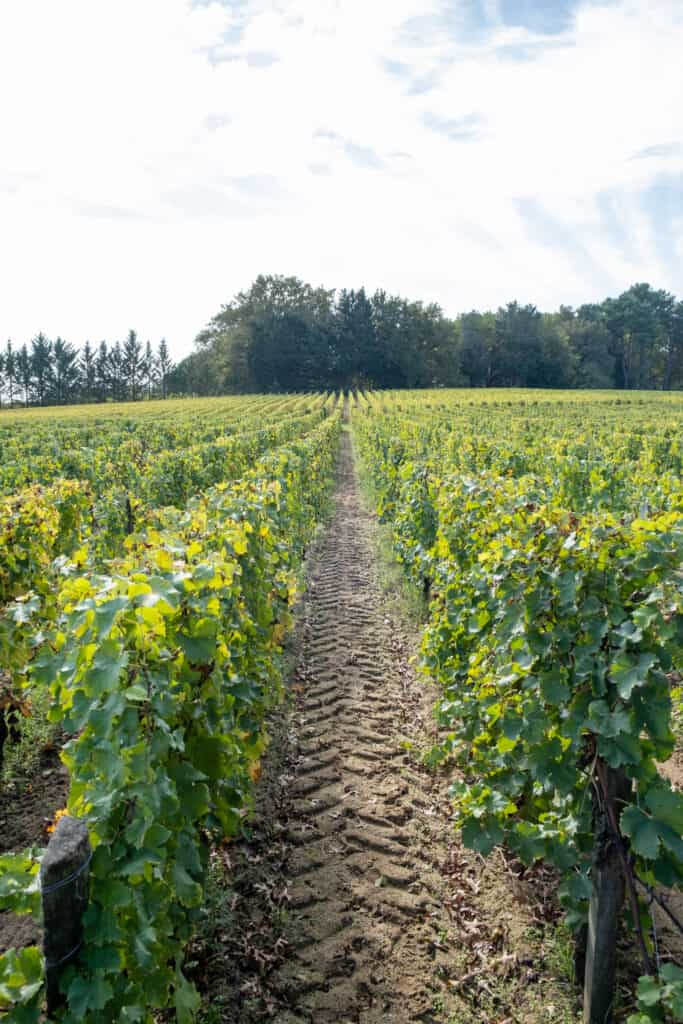 vineyards at les sources de caudalie bordeaux 