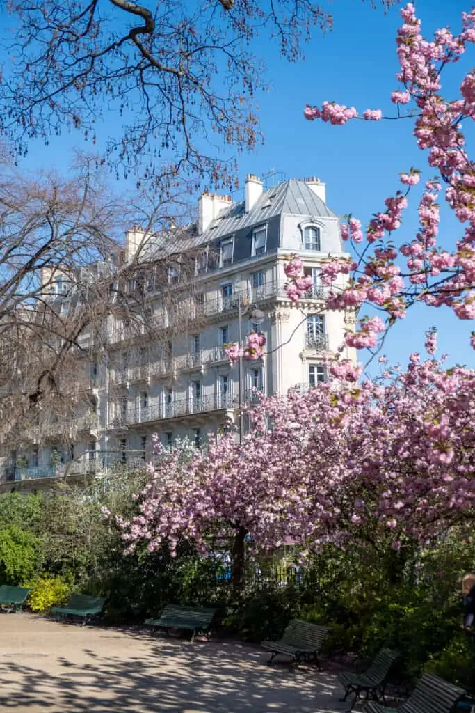 cherry blossom square across from Strada coffee in Paris 