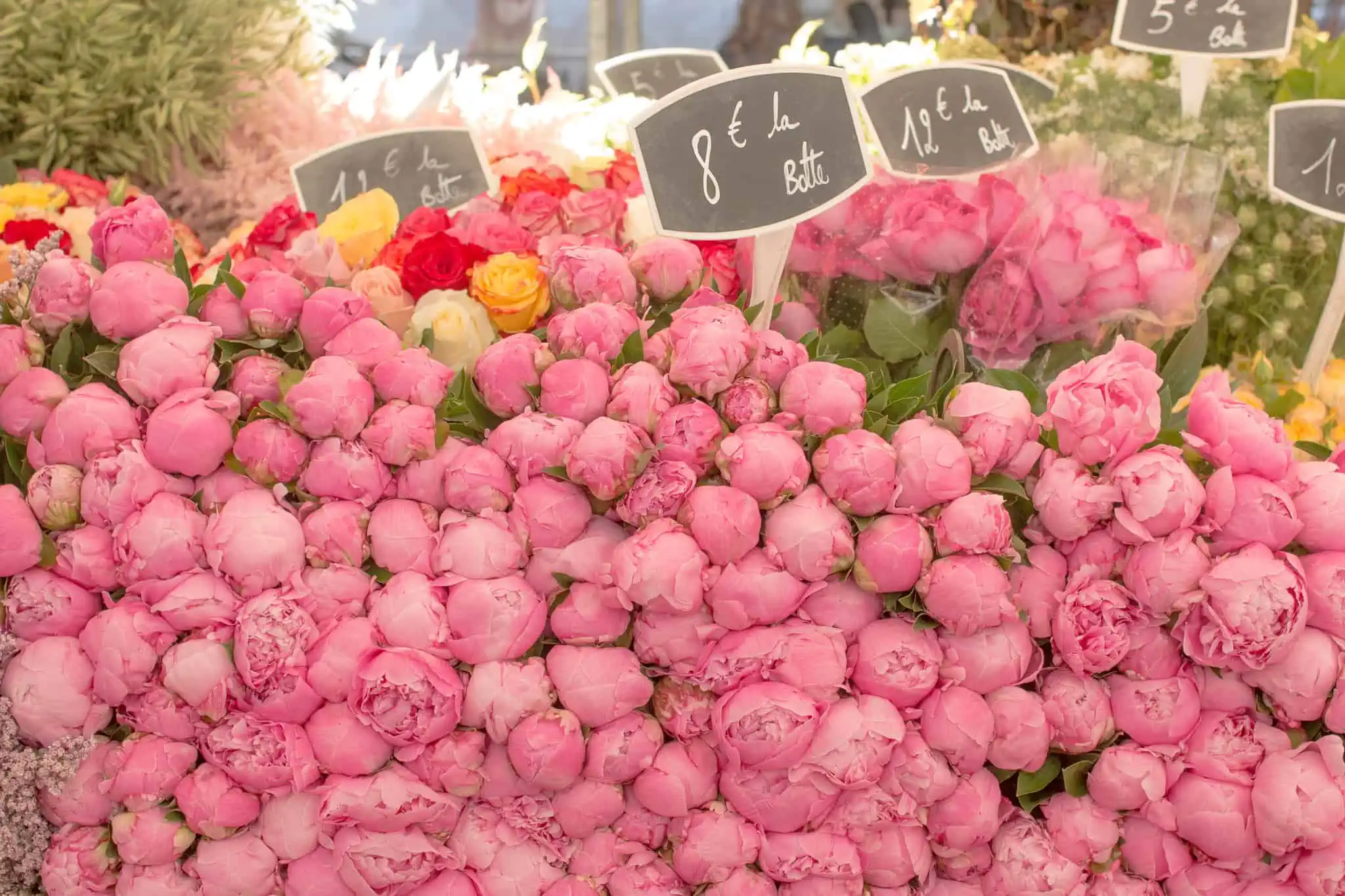 summer flowers at the Paris markets pink peonies 