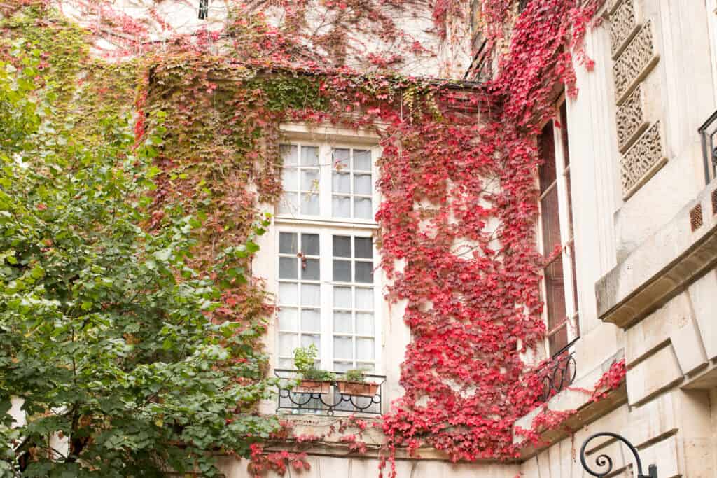 red ivy Paris in the fall