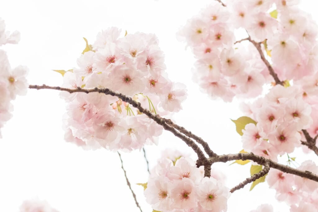 Paris in bloom everyday parisian 