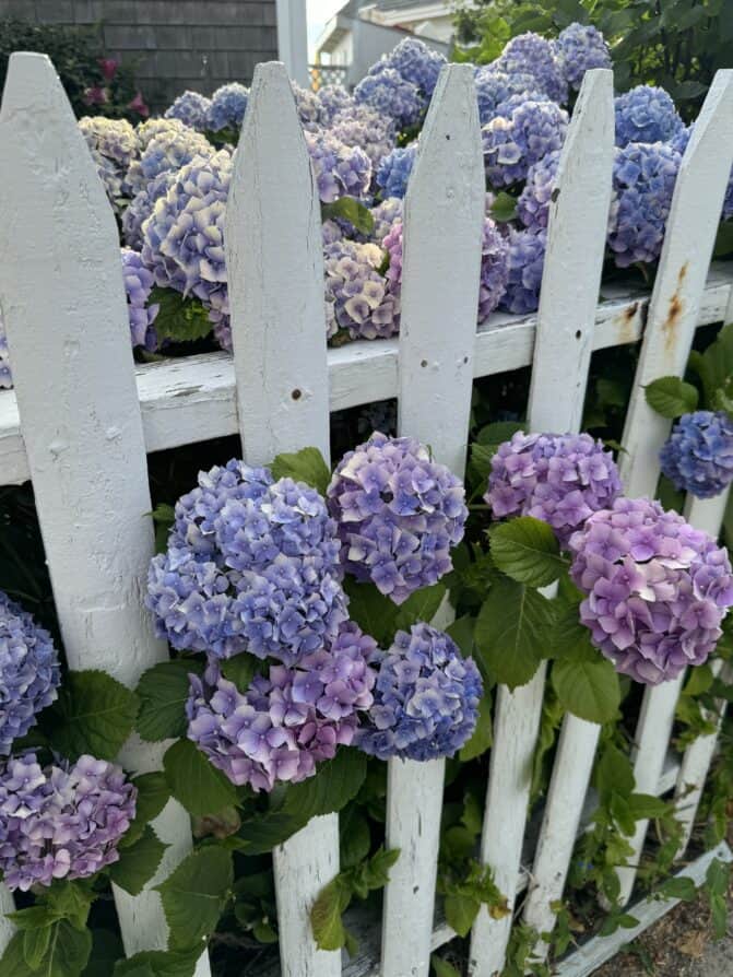 east coast hydrangeas in bloom 