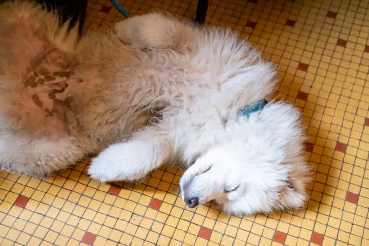 Paris dog of the day 