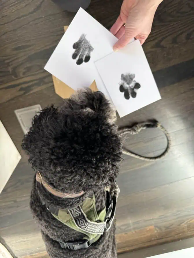 Henri's paw 