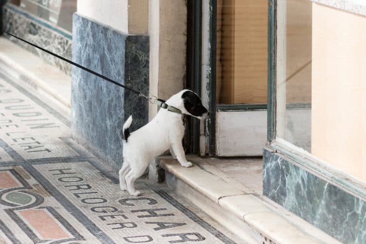 Paris dog of the day 