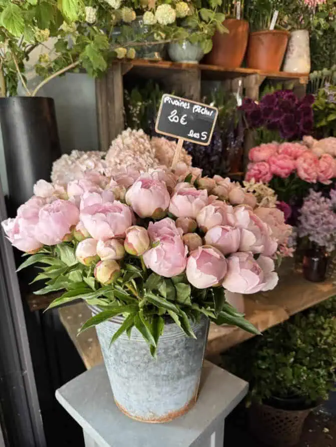 Paris peonies 