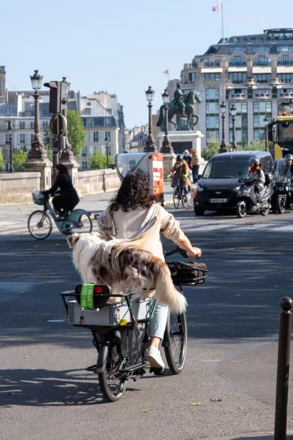 Paris dog of the day 
