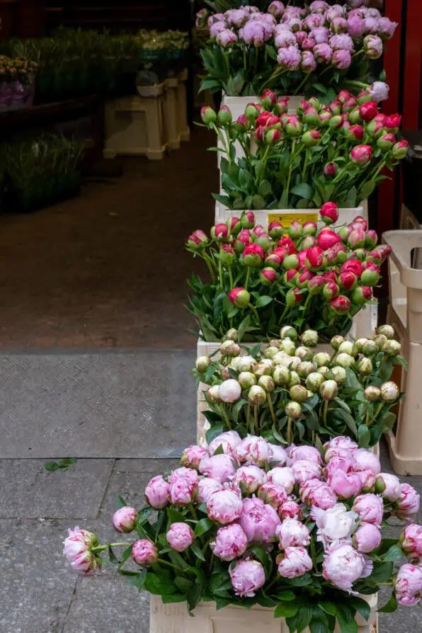 rue cler peonies 