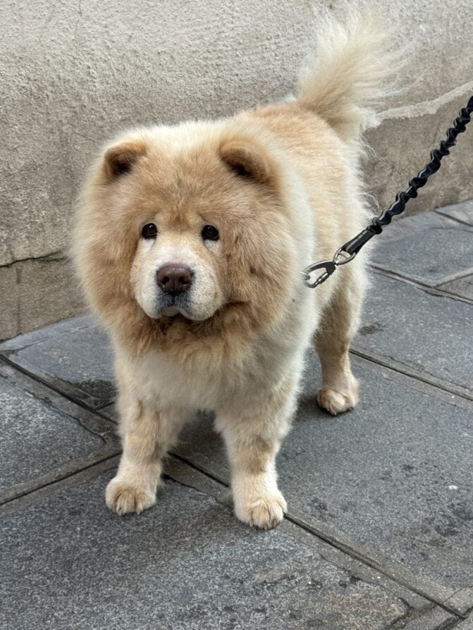 Paris dog of the day