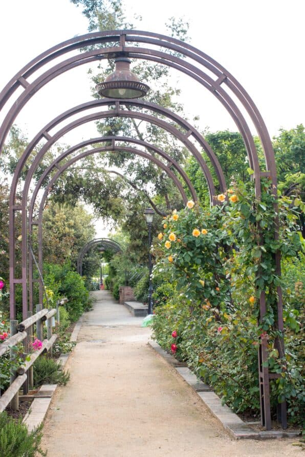 promenade planté paris roses in Bloom 