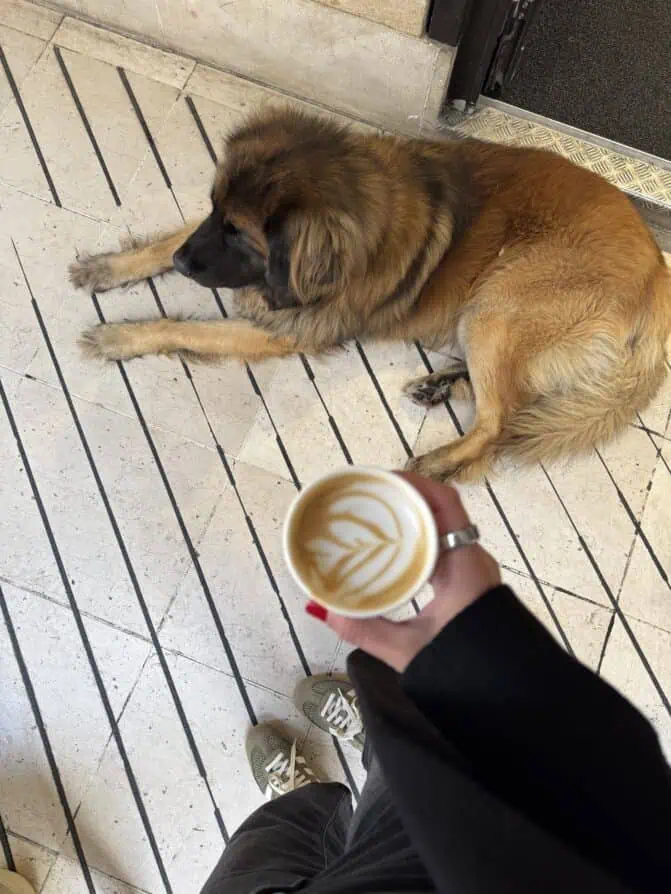 Paris dog of the day