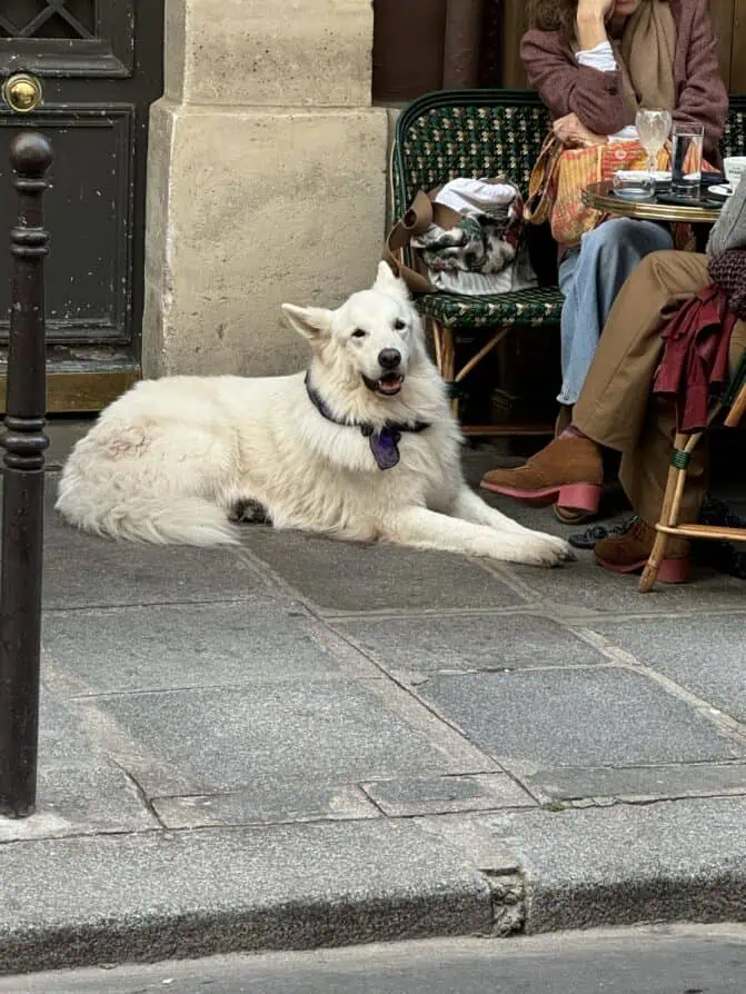 Paris dog of the day