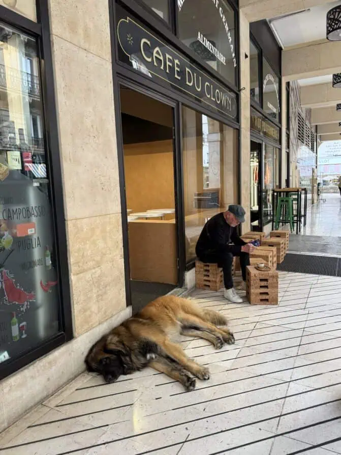Parid cafe du clown dog of the day