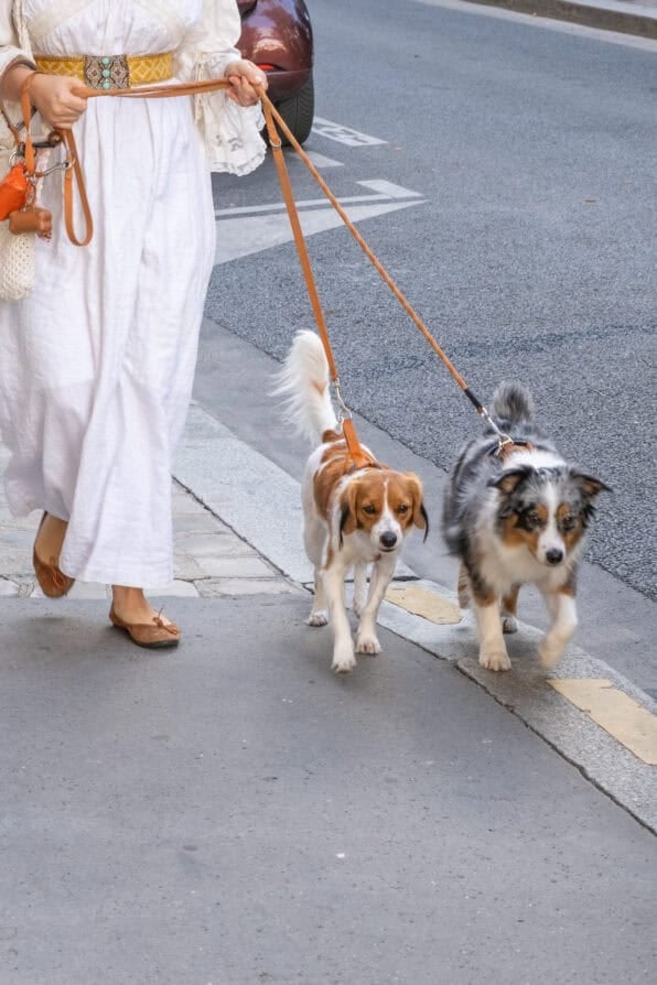 Paris dog of the day 