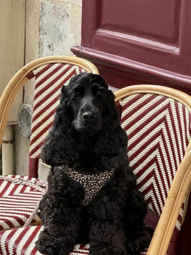 Paris dog of the day 
