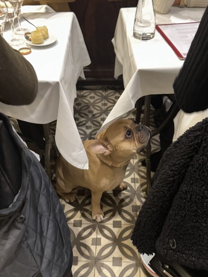 paris dog of the day