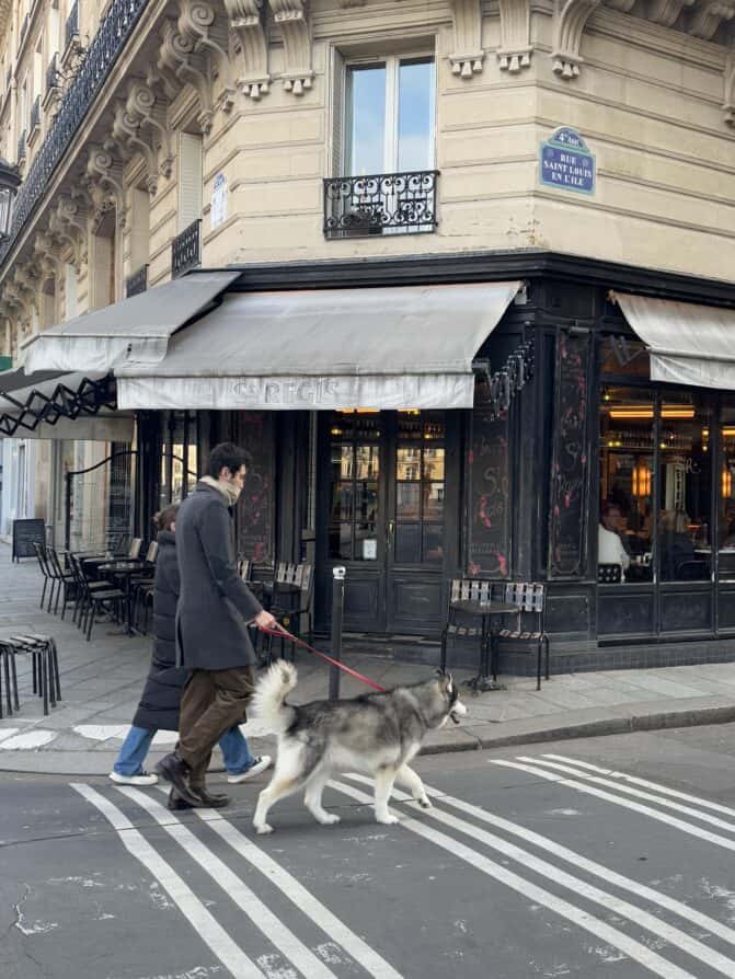 Paris dog of the day winter 