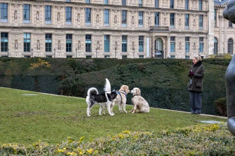 Paris dog of the day