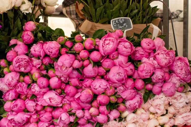 pink peonies Paris
