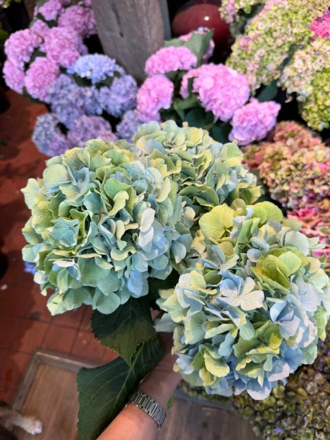 hydrangea august pickup 